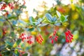 Close-up of a branch of berberis barberry with small red berries Royalty Free Stock Photo