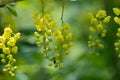 Close-up branch berberis vulgaris or european barberry. Yellow flowers.