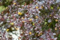 Close-up branch berberis vulgaris purpleleaved or european barberry.