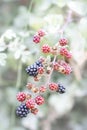 Close up of a branch of a blackberry bush with red and black berries with selective focus on the red berries