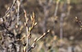 close up of a branch of a blackcurrant Bush with buds growing in the garden Royalty Free Stock Photo