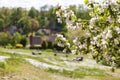 Close-up of a branch of a blossoming apple tree against the backdrop of a city landscape. Selective focus Royalty Free Stock Photo