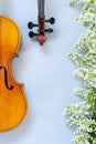 Close up of Branch of blossoming bird cherry and two old violins on light gray background