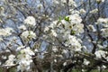 Close-up of branch of blossoming cherry tree Royalty Free Stock Photo