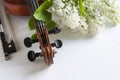 Close up of Branch of blossoming white lilac and old violin on the white background Close up, Selective focus