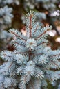 Close-up of a branch of blue spruce Picea pungens Engelm Royalty Free Stock Photo