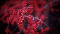 A close-up of a branch with bright red berries on a horizontal cotoneaster bush. The bright red berries are blurred against the Royalty Free Stock Photo