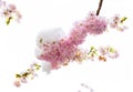 Close up of branch of cherry blossoms covered with snow. Spring season.