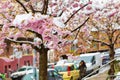 Close up of branch of cherry blossoms covered with snow. Spring season.