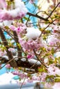 Close up of branch of cherry blossoms covered with snow. Spring season.