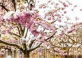 Close up of branch of cherry blossoms covered with snow. Spring season.