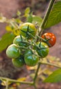 Close up of a branch of cherry tomatoes