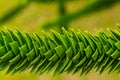 close-up of a branch of Chilean Araucaria Royalty Free Stock Photo