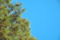 Close-up of branch of Christmas tree and lot of cones against blue sky, coniferous tree. Place for writing on left. The concept of Royalty Free Stock Photo