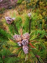 Close-up of a branch with a cluster of pine cones in various stages of growth. Cindrel Natural Park. Royalty Free Stock Photo