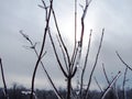 Close-up of a branch covered of ice-Stock photos