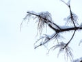 Close-up of a branch covered of ice-Stock photos