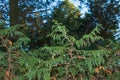 Close-up of a branch of cypress Chamaecyparis pisifera in a hedge in a garden in winter