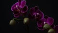 Close-up branch of a dark purple blooming orchid on a black background.Phalaenopsis home flowers,garden.Concept for a beautiful Royalty Free Stock Photo