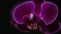 Close-up branch of a dark purple blooming orchid on a black background.Phalaenopsis home flowers,garden.Concept for a beautiful Royalty Free Stock Photo