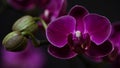 Close-up branch of a dark purple blooming orchid on a black background.Phalaenopsis home flowers,garden.Concept for a beautiful Royalty Free Stock Photo