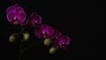 Close-up branch of a dark purple blooming orchid on a black background.Phalaenopsis home flowers,garden.Concept for a beautiful Royalty Free Stock Photo