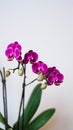 Close-up branch of a dark purple blooming orchid on a white background.Phalaenopsis home flowers,garden.Concept for a beautiful Royalty Free Stock Photo