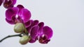 Close-up branch of a dark purple blooming orchid on a white background.Phalaenopsis home flowers,garden.Concept for a beautiful Royalty Free Stock Photo