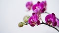 Close-up branch of a dark purple blooming orchid on a white background.Phalaenopsis home flowers,garden.Concept for a beautiful Royalty Free Stock Photo