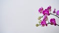 Close-up branch of a dark purple blooming orchid on a white background.Phalaenopsis home flowers,garden.Concept for a beautiful Royalty Free Stock Photo