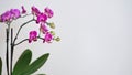 Close-up branch of a dark purple blooming orchid on a white background.Phalaenopsis home flowers,garden.Concept for a beautiful Royalty Free Stock Photo