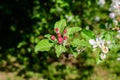 Close up of a branch with delicate red apple tree flower buds in full bloom with blurred background in a garden in a sunny spring Royalty Free Stock Photo