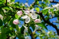 Close up of a branch with delicate white apple tree flowers in full bloom with blurred background in a garden in a sunny spring Royalty Free Stock Photo