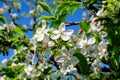 Branch with delicate white apple tree flowers in full bloom with blurred background in a garden in a sunny spring Royalty Free Stock Photo