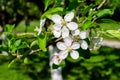 Branch with delicate white apple tree flowers in full bloom with blurred background in a garden in a sunny spring Royalty Free Stock Photo