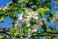 Close up of a branch with delicate white apple tree flowers in full bloom with blurred background in a garden in a sunny spring Royalty Free Stock Photo