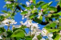 Close up of a branch with delicate white apple tree flowers in full bloom with blurred background in a garden in a sunny spring Royalty Free Stock Photo