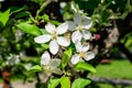 Close up of a branch with delicate white apple tree flowers in full bloom with blurred background in a garden in a sunny spring Royalty Free Stock Photo