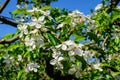 Branch with delicate white apple tree flowers in full bloom with blurred background in a garden in a sunny spring Royalty Free Stock Photo