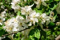 Close up of a branch with delicate white apple tree flowers in full bloom with blurred background in a garden in a sunny spring Royalty Free Stock Photo