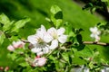 Close up of a branch with delicate white apple tree flowers in full bloom with blurred background in a garden in a sunny spring Royalty Free Stock Photo