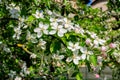 Close up of a branch with delicate white apple tree flowers in full bloom with blurred background in a garden in a sunny spring Royalty Free Stock Photo