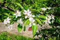 Close up of a branch with delicate white apple tree flowers in full bloom with blurred background in a garden in a sunny spring Royalty Free Stock Photo