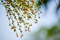 Close-up branch of dwarf date palm seeds in a botanical garden.