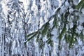 Close up of a branch of Evergreen in the Pine Forest with Huge Trees covered with snow on the background during Wintertime. Royalty Free Stock Photo