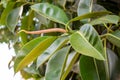 Close-up of a branch of a Ficus elastica tree with a pistil.