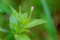 Epilobium palustre