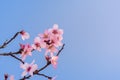 Close up branch of flowering almond trees over blue sky background. Beautiful almond blossom, at springtime background. Beautiful Royalty Free Stock Photo