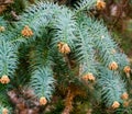 Close-up of branch flowering Chinese Fir Tree Cunninghamia lanceolata `Glauca` in spring Arboretum Park