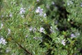 Close Up of a Branch of Flowering Rosemary Royalty Free Stock Photo